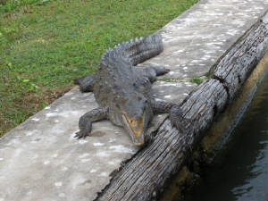 jamaica2010k.jpg
