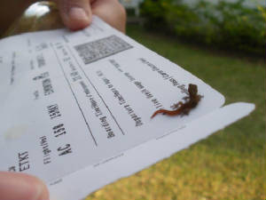 jamaica2011b.jpg