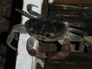 jamaica2011l.jpg