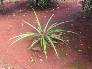 pinappleplant.jpg