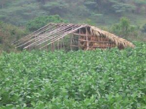 tobaccofield.jpg