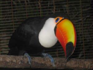 toucansam.jpg